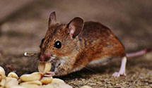 24 Hour & Emergency Exterminators in Snowline Camp, CA